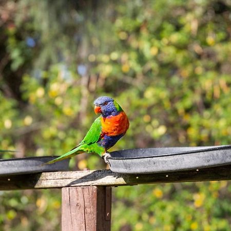 Lorikeet Holiday Park Arrawarra Екстериор снимка