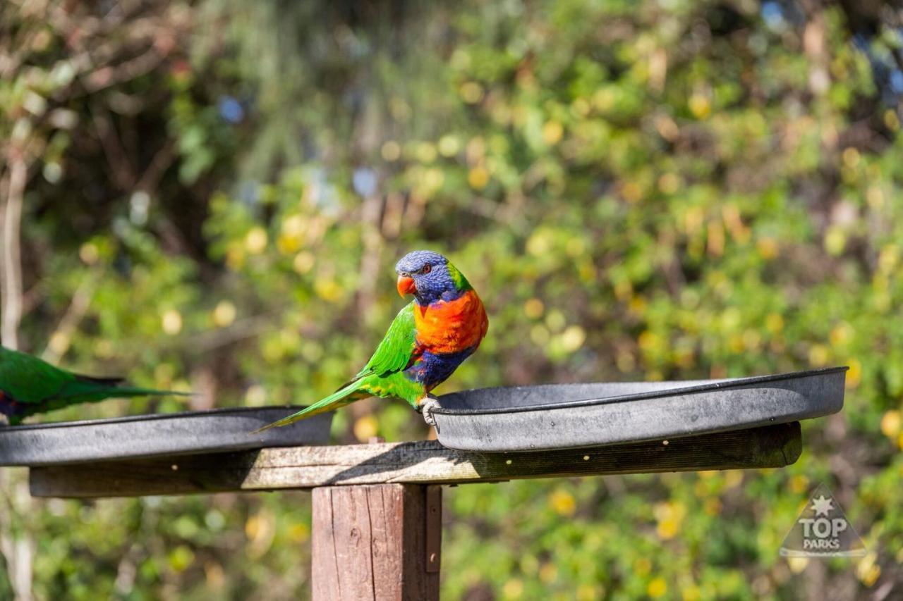 Lorikeet Holiday Park Arrawarra Екстериор снимка